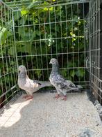 Perzische Hoogvliegers Soror (Top rasduiven), Dieren en Toebehoren, Vogels | Duiven, Meerdere dieren