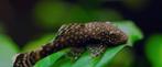 Wildkleur borstelneus babys, Dieren en Toebehoren, Vissen | Aquariumvissen, Vis