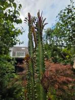 Cactus 2 meter hoog, Huis en Inrichting, Kamerplanten, Ophalen, 150 tot 200 cm, In pot, Cactus