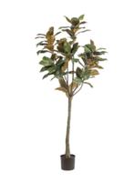 magnolia denudata 150cm, Ophalen of Verzenden, Nieuw