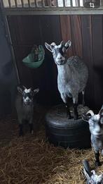 Blauwschimmel dwerggeitjes, Vrouwelijk, Geit