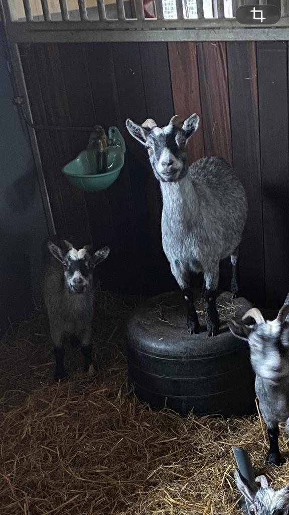 Blauwschimmel dwerggeitjes, Dieren en Toebehoren, Schapen, Geiten en Varkens, Geit, Vrouwelijk