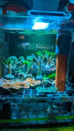 Verschillende koraalstekken te koop, Dieren en Toebehoren, Overige typen, Zoutwatervis