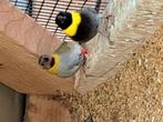 Cuba vink, Dieren en Toebehoren, Vogels | Overige Vogels, Meerdere dieren, Tropenvogel