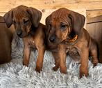 Rhodesian Ridgeback pups met F.C.I. stamboom, Dieren en Toebehoren, Overige rassen, CDV (hondenziekte), 8 tot 15 weken, Meerdere