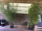 Fargesia Nitida Great Wall, niet woekerende bamboe!!!, Volle zon, Vaste plant, Bloeit niet, Ophalen