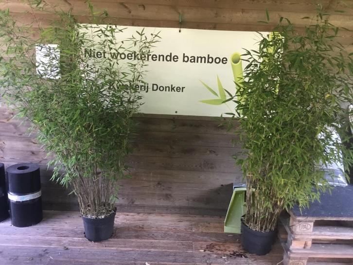 Fargesia Nitida Great Wall, niet woekerende bamboe!!!, Tuin en Terras, Planten | Tuinplanten, Vaste plant, Overige soorten, Volle zon