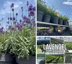 Lavendel winterhard vaste plant grote partij, Ophalen, Bodembedekkers, Volle zon, Vaste plant