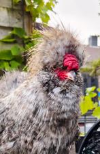 U.S.A. zijdehoen Haan, Dieren en Toebehoren, Pluimvee, Mannelijk, Kip