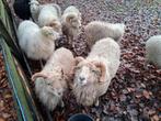 Quessant ram, 4 stuks, te koop. Met UBN nummer, oormerk., Dieren en Toebehoren, Schapen, Geiten en Varkens, Mannelijk, Schaap