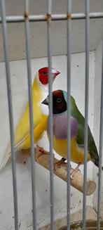 Gouldamadine koppel, Dieren en Toebehoren, Vogels | Overige Vogels, Meerdere dieren, Tropenvogel, Geringd