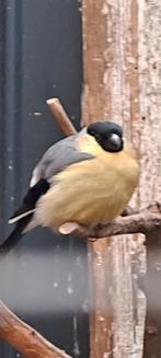 Te koop gevraagd, gele goudvink pop, Dieren en Toebehoren, Vrouwelijk, Wildzangvogel