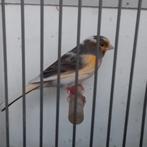 Harlekijn, Dieren en Toebehoren, Mannelijk, Kleurkanarie