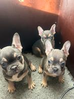 Franse bulldog pups, Dieren en Toebehoren, Honden | Bulldogs, Pinschers en Molossers, CDV (hondenziekte), 8 tot 15 weken, Bulldog