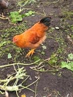 new hampshire, Dieren en Toebehoren, Pluimvee