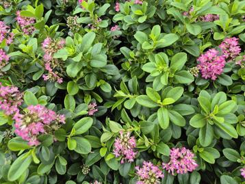 Escallonia 'Pink Elle' beschikbaar voor biedingen