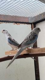 Rosella, Dieren en Toebehoren, Vogels | Parkieten en Papegaaien, Vrouwelijk, Parkiet, Geringd