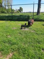 Qusant schaap met ooilam, Vrouwelijk, Schaap