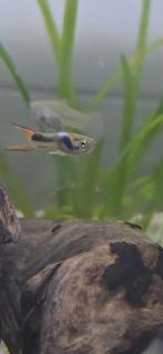 Endler guppen Endler guppen te koop, Dieren en Toebehoren, Vissen | Aquariumvissen