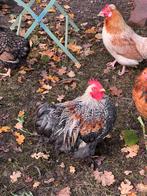 Prachtige toom gevarieerde kipjes. Drie hennetjes en haantje, Meerdere dieren, Kip