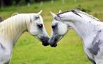 Verzorgpony gezocht/ stalhulp aangeboden, Dieren en Toebehoren, Ophalen of Verzenden, Nieuw