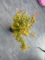Acer Palmatum Phoenix, Tuin en Terras, Ophalen, Overige soorten, Minder dan 100 cm