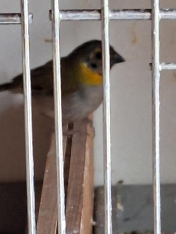Te koop kleine Cuba vink beschikbaar voor biedingen