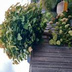 Catalpa boom, Ophalen, Volle zon, Overige soorten