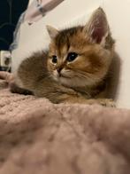 Kittens brits kort/lang haar, Dieren en Toebehoren, Katten en Kittens | Raskatten | Langhaar, Meerdere dieren, Ontwormd