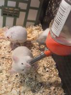 Voeder dieren muizen/ratten, Dieren en Toebehoren, Knaagdieren, September, Meerdere dieren, Muis