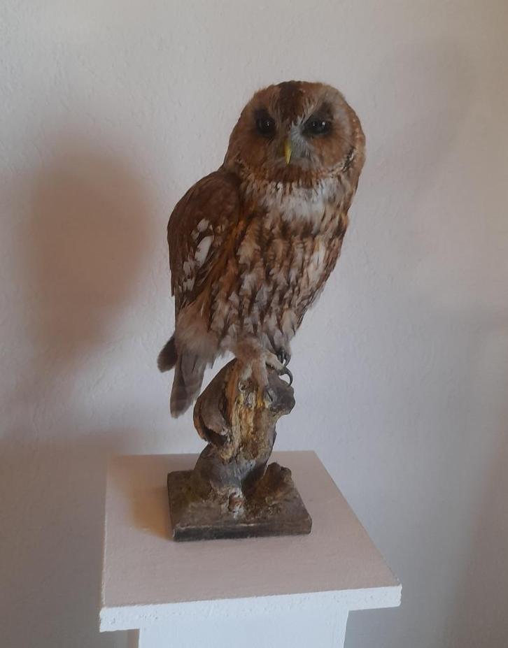 Overleden uilen voor taxidermie, Dieren en Toebehoren, Vogels | Overige Vogels, Roofvogel, Meerdere dieren, Geringd