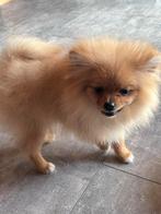 Pomerans pomeriaan mini reu, Dieren en Toebehoren, 15 weken tot 1 jaar, Reu, Eén hond, Nederland