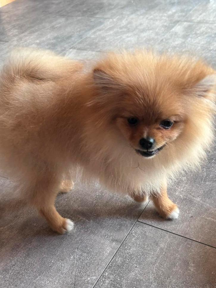 Pomerans pomeriaan mini reu, Dieren en Toebehoren, Honden | Poolhonden, Keeshonden en Oertypen, Reu, Keeshond, Particulier, Eén hond