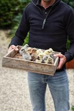 Usa zijdehoen kuikens cloaca gesekst en geent., Dieren en Toebehoren, Pluimvee, Vrouwelijk, Kip