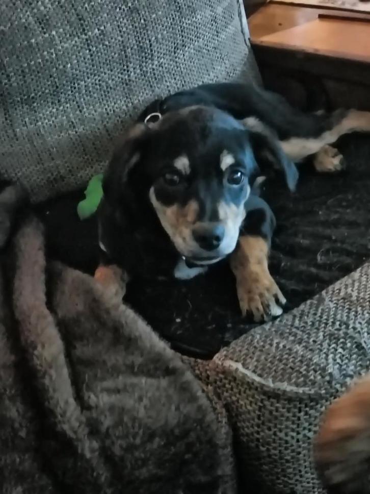 Lieve Pj, Dieren en Toebehoren, Honden | Niet-rashonden, Meerdere dieren, Particulier, Meerdere, Buitenland, 15 weken tot 1 jaar