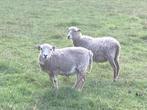 Ouessant schapen, Dieren en Toebehoren, Meerdere dieren, Schaap