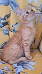 Schattige kittens van Langharige poes, rood, roodwit, torti, Kater, Kortharig, 0 tot 2 jaar