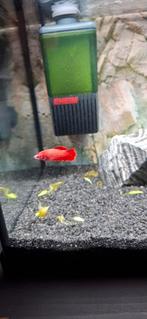 2 betta vrouwtjes, Dieren en Toebehoren, Vissen | Aquariumvissen, Vis