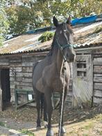 Gezocht : paddock paradise / pensionstal / weide, Dieren en Toebehoren