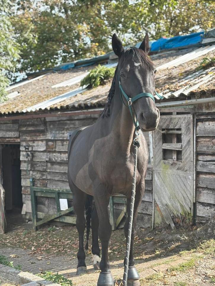 Gezocht : paddock paradise / pensionstal / weide, Dieren en Toebehoren, Stalling en Weidegang