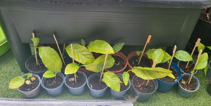 Antroewa stekjes, Tuin en Terras, Planten | Tuinplanten, Volle zon, Zomer, Ophalen