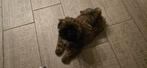 Mooie kleine Shihtzu pup 1000 euro, Dieren en Toebehoren, Honden | Chihuahua's en Gezelschapshonden, Overige rassen, Meerdere dieren