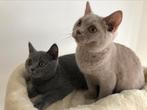 Britse Brits korthaar kittens, Dieren en Toebehoren, Katten en Kittens | Raskatten | Korthaar, Kater, Ontwormd, 0 tot 2 jaar