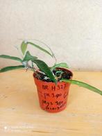 Hoya minibelle potmaat 6.5 nummer H327, Ophalen of Verzenden, Halfschaduw, Minder dan 100 cm