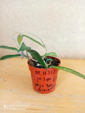 Hoya minibelle potmaat 6.5 nummer H327 beschikbaar voor biedingen