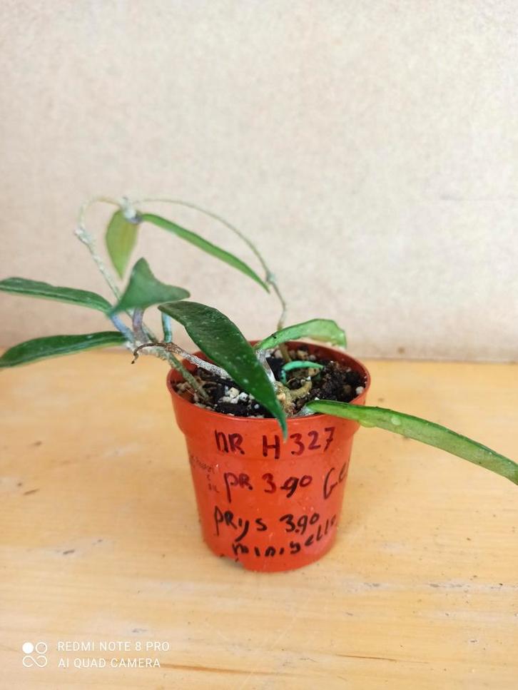 Hoya minibelle potmaat 6.5 nummer H327, Huis en Inrichting, Kamerplanten, Minder dan 100 cm, Halfschaduw, Ophalen of Verzenden