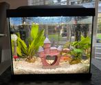 Aquarium 16L compleet met 2 guppies, Dieren en Toebehoren, Ophalen of Verzenden, Zo goed als nieuw, Gevuld zoetwateraquarium