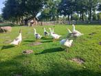 Te koop Boeren ganzen, Geslacht onbekend, Tropenvogel, Tam
