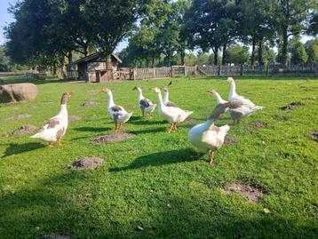 Te koop Boeren ganzen beschikbaar voor biedingen