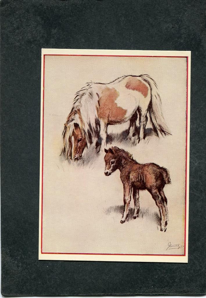 Ansicht Joan Wanklyn - Shetland Mare and Foal, Verzenden, 1980 tot heden, Ongelopen